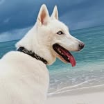 @leonora_whitewolf - Instagram