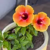 Leora - @leora.green1 - TikTok