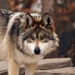 Leora - @leorawolf - Instagram