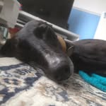 Leroy - @leroy_luvs_bacon - Instagram