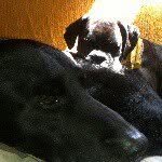@leroy_barry_dogs_life - Instagram