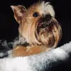 Baxter - @baxter_leroy - TikTok