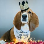 Leroy (Bean) - @leroy_thebasset - Instagram