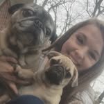 Bella & Leroy - @puggsbellaandleroy - Instagram