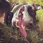 Leroy Brown - @leroyblockhead - Instagram