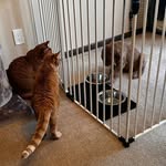 Life of Leroy with Chase and Duke - @life.of.leroy_chase.and.duke - Instagram