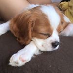 Leroy August Davila - @cavalier.leroy - Instagram