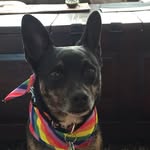Leroy-Cattle-Dog-Mix - @leroy_doesnt_care_cattledog - Instagram