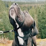 Leroy - @leroydoesstuff - Instagram