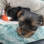 Rex Leroy Fields - @apup.named.rex - Instagram