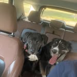 Leroy and Frankie Frank - @leroyandfrankiefrank - Instagram