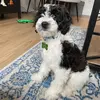 Leroy - @leroythegoodestboy - TikTok