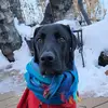 Leroy Goodwin - @a.lab.named.leroy - TikTok