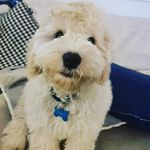 Leroy Gorman Nevill Samuels - @leroythepoo - Instagram