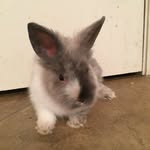 Leroy - @leroy_lionhead - Instagram