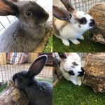 @_leroy_lavender_ - Instagram