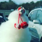 Leroy & Malcolm - @hahaalpaca - Instagram