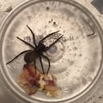 Leroy Morris - @leroy.the.spider - Instagram
