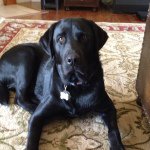 Moses Leroy Jenkins - @mosesleroyjenkins - Instagram