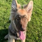 Leroy Nicholson 🌟 - @leroy_the_germanshepherd - Instagram