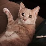 Leroy Phelps - @leroykitten_phelps - Instagram