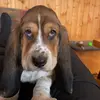 Leroy Rice - @leroythebassethound - TikTok
