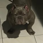 Leroy Rojas - @humble_beast_breeder - Instagram