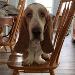 Leroy (Roy) - @roy_the_basset - Instagram
