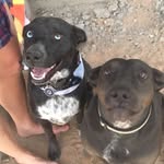 Leroy&Shine - @az_leeeroy_shine - Instagram