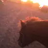 horse-Equestrian-leroy-silver# - @leroysilver88 - TikTok
