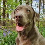 Leroy the Silver Labrador🥈🐶 - @luxuryleroy - Instagram