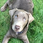 Z - LEROY OF SILVER PEARLS - @silverlab_zleroy - Instagram