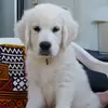 Leroy content - @.leroy..skipper - TikTok