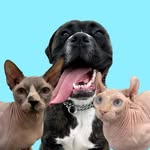 Leroy, Moe and Skipper - @leroymoeskipper - Instagram