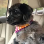 Steven Leroy Terrell - @ourdognamedsteve - Instagram
