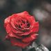 Laura Vasseur - Facebook