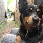 Jax Leroy Walters - @cattle_dog_jax - Instagram