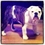 Leroy Workman - @leroy_the_bulldog - Instagram