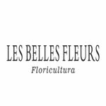 Flores Secas - Café da Manhã - Floricultura - Pedidos - @lesbelles.fleurs - Instagram
