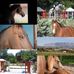 Les Ecuries de Cameron - Facebook