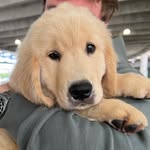 Gibson Les Paw 🐾🎸 - @gibsonlespawthegolden - Instagram