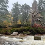 Les Gibson - @lesgibson1234 - Instagram