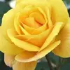Lesley Haynes - @lesley.haynes6 - TikTok