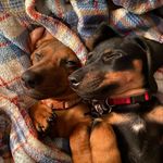 Maggie&Milo - @huntley_littles - Instagram