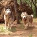Les husky de St John's - Facebook