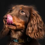 Sir Maxwell de la Goutte d’Or ⚜️ - @lesaventuresdemaxwell - Instagram