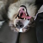 Quinn a un je-ne-sais-quoi - @les.quinneries - Instagram