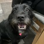 lesley rushtom - @lesrushas - Instagram