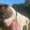 Miles 🐶🐾 - @mileswright - TikTok