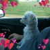 Lesa Daniels - Facebook